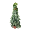 Scindapsus Pictus Silver Ann piramida
